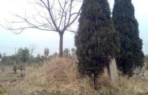 祖坟风水种什么树好墓地旁边适合栽种的植物