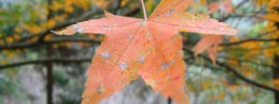 婚姻树上有灰叶子代表了什么