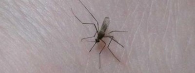 梦到蚊子是什么意思 它是好运的征兆吗