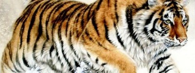 梦见老虎是什么意思 最近会遭遇拦路的困难吗