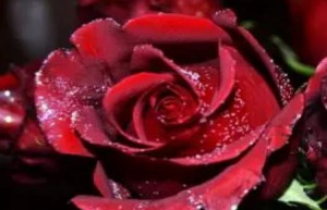 梦见玫瑰花是什么意思 是预示恋情有桃花运吗