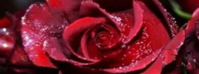 梦见玫瑰花是什么意思 是预示恋情有桃花运吗