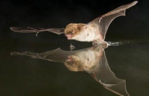 梦见蝙蝠是什么预兆 是意味着生病与灾难吗