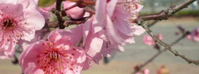 梦见桃花是什么预兆 是预示着欢乐和幸福吗