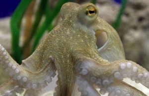 梦见章鱼是什么预兆 是财运颇为丰厚之征兆吗