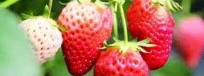 梦见草莓是什么意思 是预示最近的运气很好吗