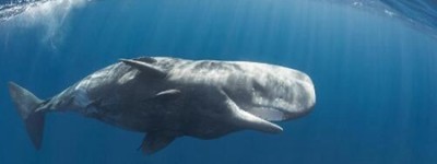 梦见鲸鱼是什么预兆 是预示着爱情运很好吗