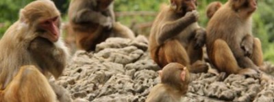 梦见猴子是什么预兆 是暗示会受到朋友的欺骗吗