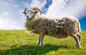 属羊人2022年运势运程每月运程，生肖羊感情事业健康运