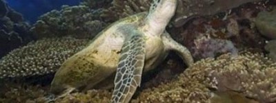 梦见海龟是什么预兆？预示是幸福吉祥的象征