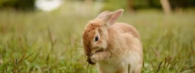 属兔人命中注定的贵人是谁 哪些生肖是属兔人的一生贵人