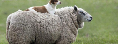 属羊人十年大运 属羊人的婚姻与命运如何
