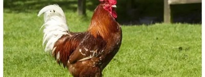 属鸡的五行缺什么 属鸡的五行属性是什么