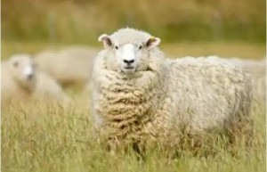 七九年羊人如何发横财 七九年羊人十年大运解析
