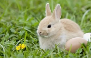 2023年属兔的是什么命 2023年属兔的全年运势怎么样
