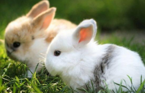2023年兔宝宝农历六月出生好不好 2023年属兔的五行是什么命