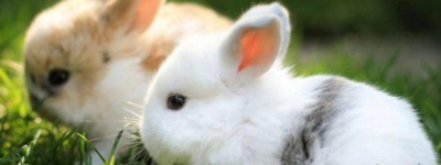 2023年兔宝宝农历六月出生好不好 2023年属兔的五行是什么命