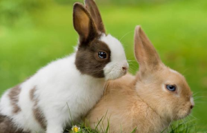 2023年农历三月的兔宝宝命运如何 2023年农历三月属兔人的出生吉日
