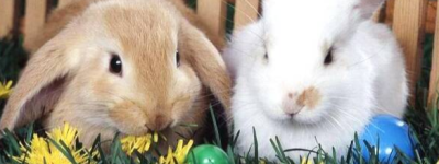 2023年农历五月的兔宝宝命运如何 2023年农历五月出生的兔宝宝性格