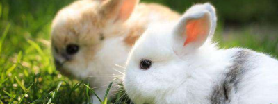 2023年农历七月的兔宝宝命运如何 属兔人2023年农历七月出生吉日查询