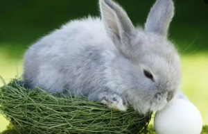 2023年农历二月的兔宝宝命运如何 农历2月出生属兔人哪天出生命最好