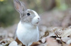 2024年农历十月的兔宝宝命运如何 2024年农历十月的兔宝宝运势如何
