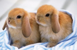 兔和鸡属相合不合 属兔和属鸡的婚配好不好