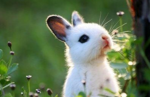 2023年属兔几月出生好 2023年出生最旺的月份