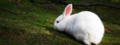 2023年三月属兔的是什么命运 2023年三月属兔的命运怎么样
