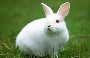 2023年二月属兔的是什么命运 2023年属兔二月份好不好
