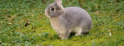 2023年属兔的人是什么命 2023年属兔的人几月出生最好