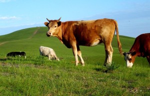 2023年属牛要出大事 2023年属牛人的全年运势详解