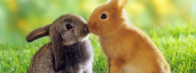 2023属兔破月是在哪个月 2023属兔几月出生的人命最好