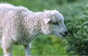 2023年属羊要出大事 属羊人吉祥色和禁忌色有哪些2023