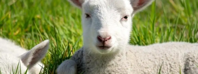 2023年属羊上半年要出大事 2023年属羊的幸运色是什么颜色