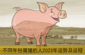 1959属猪人2023年运势及运程 属猪人1959年生的命是什么命