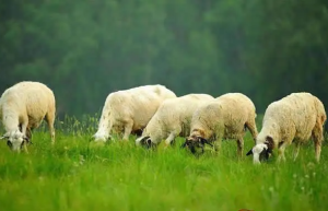 1967年属羊人今年多大了2023 67年出生的属羊人一生最旺的年龄是几岁