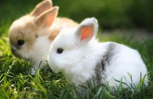 2023年属兔相冲的月份是几月 2023年兔和什么属相相冲