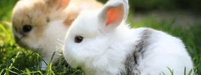 2023年属兔相冲的月份是几月 2023年兔和什么属相相冲