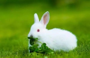 属兔人2023有哪些吉星 属兔人在兔年运势详解