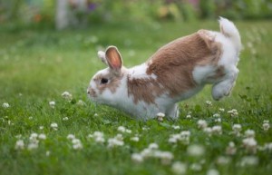 2023年属兔百年难遇是为什么 2023年属兔出生是什么命