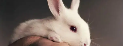 2023年属兔宝宝取名 属兔起名不能带的字