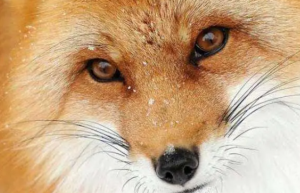 狐狸眼睛的女人怎么样 女生狐狸眼的命好不好
