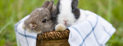 兔妈妈本命年生兔宝宝哪月好 兔妈妈生兔宝宝有什么特征