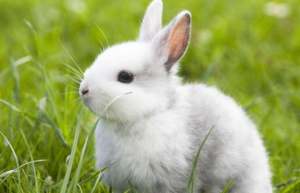 属兔出生在什么日子一世好命 属兔哪些出生日富贵命
