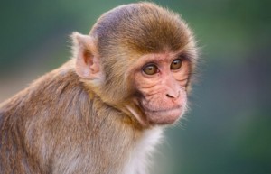 2023属猴人有什么喜事发生 2023属猴人的全年运势