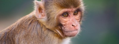 2023属猴人有什么喜事发生 2023属猴人的全年运势