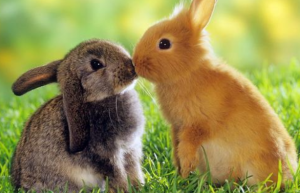 为什么都说属兔的人命不好 属兔的命不好是真的吗