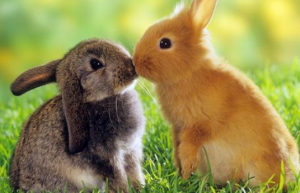 为什么不要二月的兔 二月的兔子命运如何