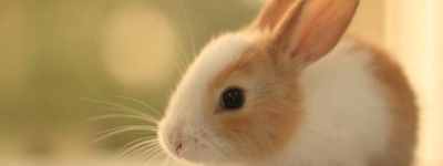 属兔人命最差农历月份是什么时候 阴历几月份的兔命最好